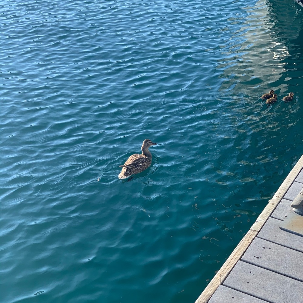 Meet your Posher, Monica